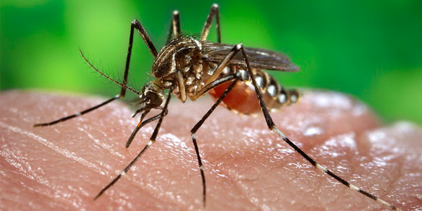 Is malaria messaging working? African biostatisticians have the data